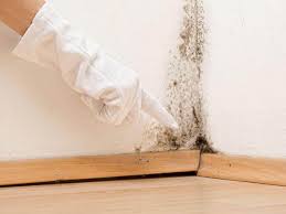 Best Environmental Consulting for Mold Prevention  in Hornsby Bend, TX